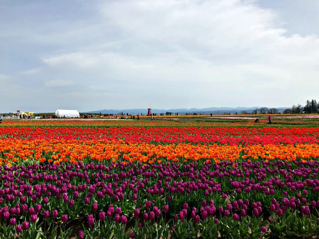 GOING TO THE WOODBURN WOODEN SHOE TULIP FESTIVAL